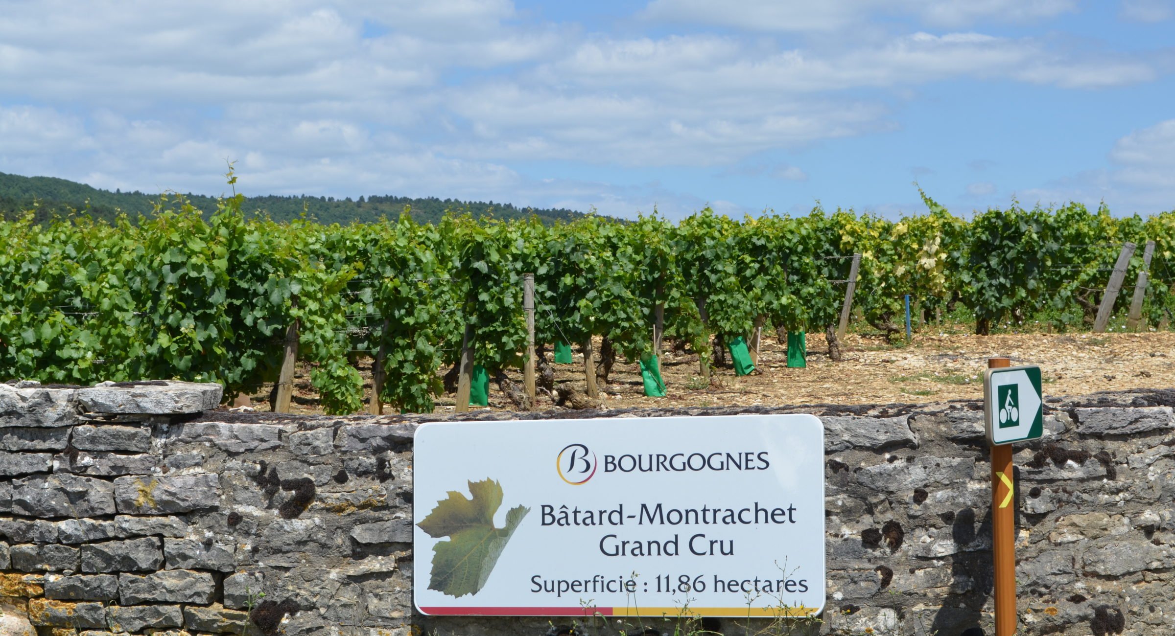 batard-montrachet