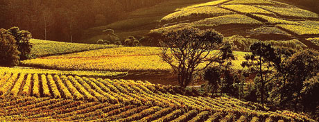 Home_KleinConstantiaEstate_A_460x176