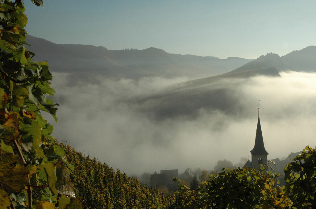 Morgennebel in Bremm an der Mosel