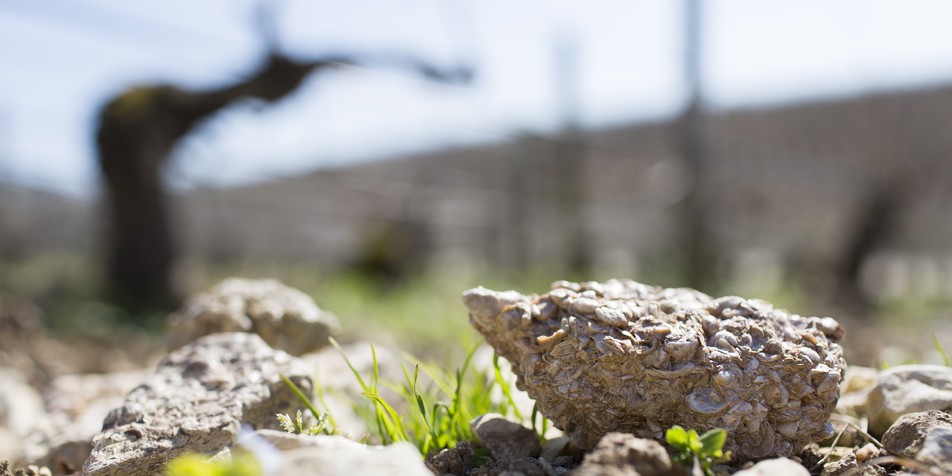 chablis soil