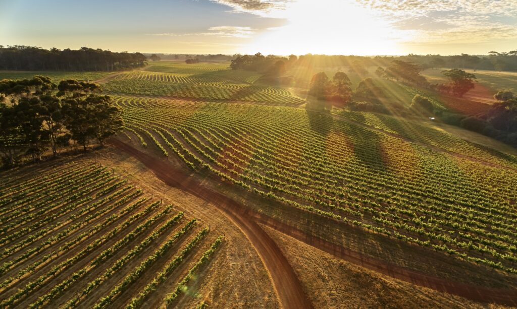 022_20171123_LEEUWIN-ESTATE_Drone-Vineyards-at-Dawn