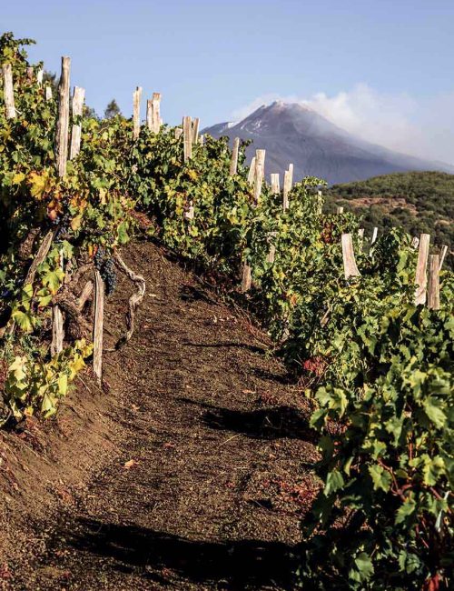 consorzio-etna-doc-terroir-4-pky3ntoqxpp1kaqyab6najcvcoccefskyxbqipma90